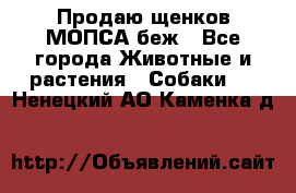 Продаю щенков МОПСА беж - Все города Животные и растения » Собаки   . Ненецкий АО,Каменка д.